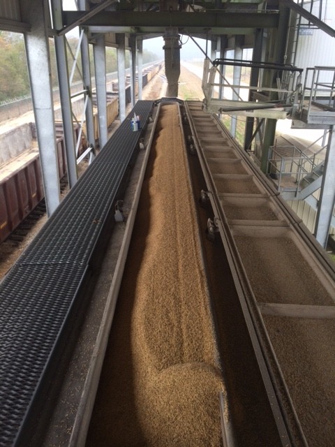 Railcars loading paddy rice for shipment to Mexico at the South Louisiana Rail Facility this week.