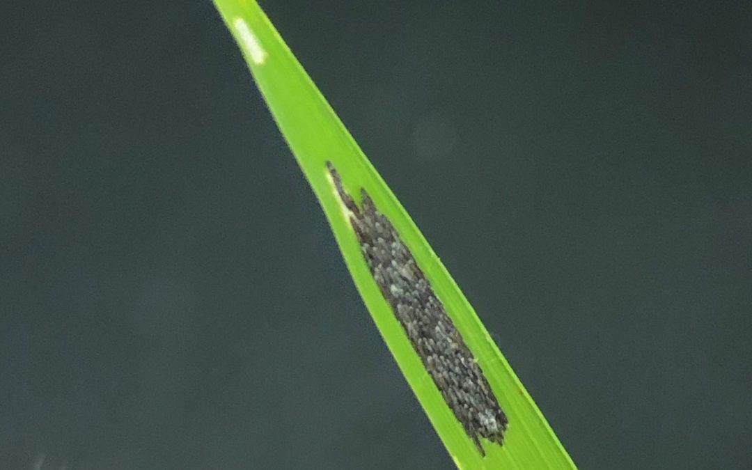 Texas Rice Update July 30, 2020