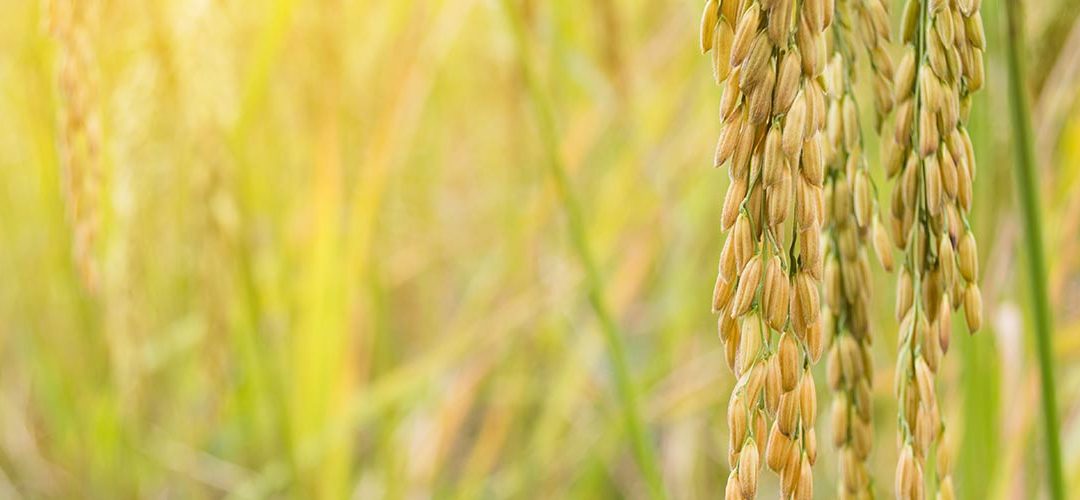 Texas Upcoming Events