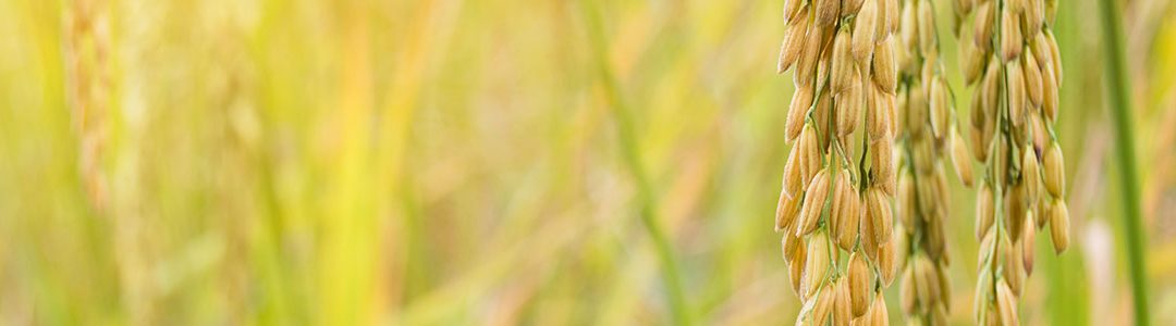 Market Update: USDA Planting Report is Purely Prospective, Far from Actual