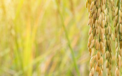 Texas Upcoming Events