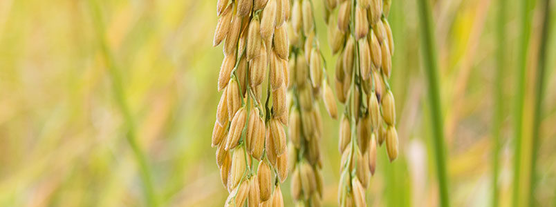 Market Update – Solid Early Field Results for Arkansas, Milling Numbers Largely Unknown