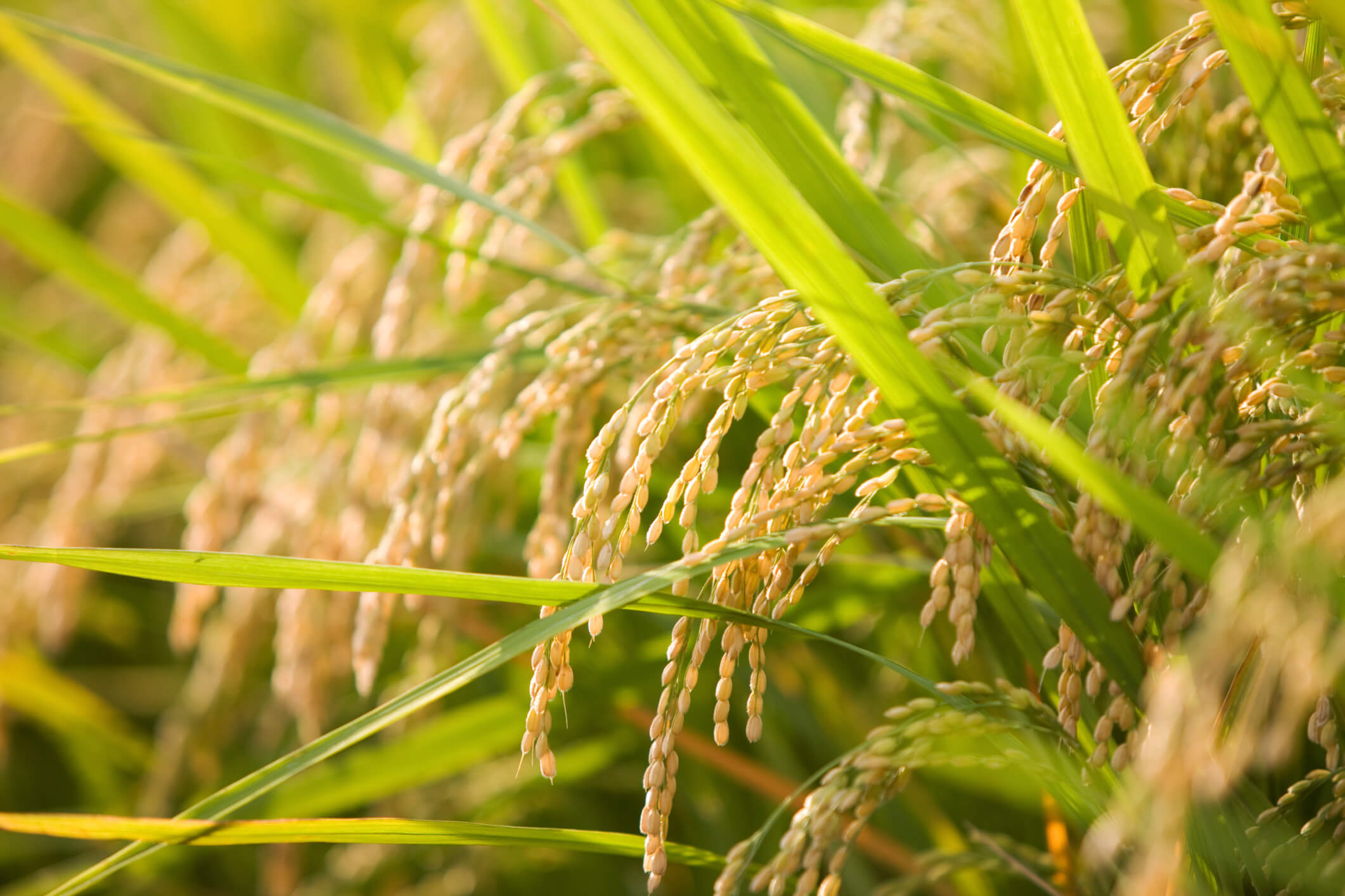 rice-close-up