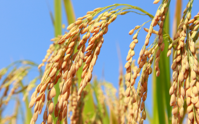 Market Update – U.S. Rice Farmers Need Improved Export Market
