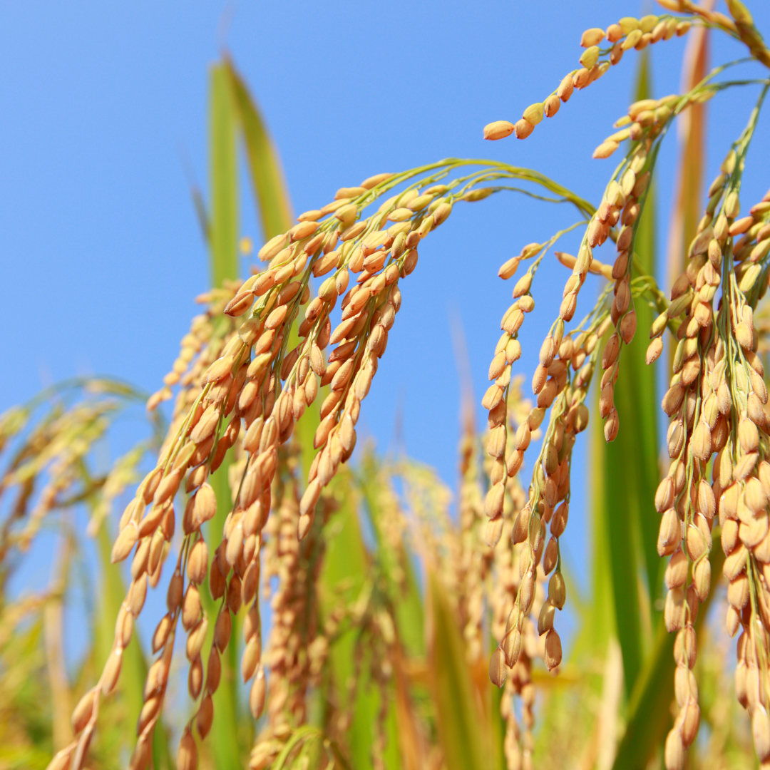 rice harvest
