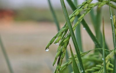 Market Update: Need for a New Farm Bill Gaining Attention