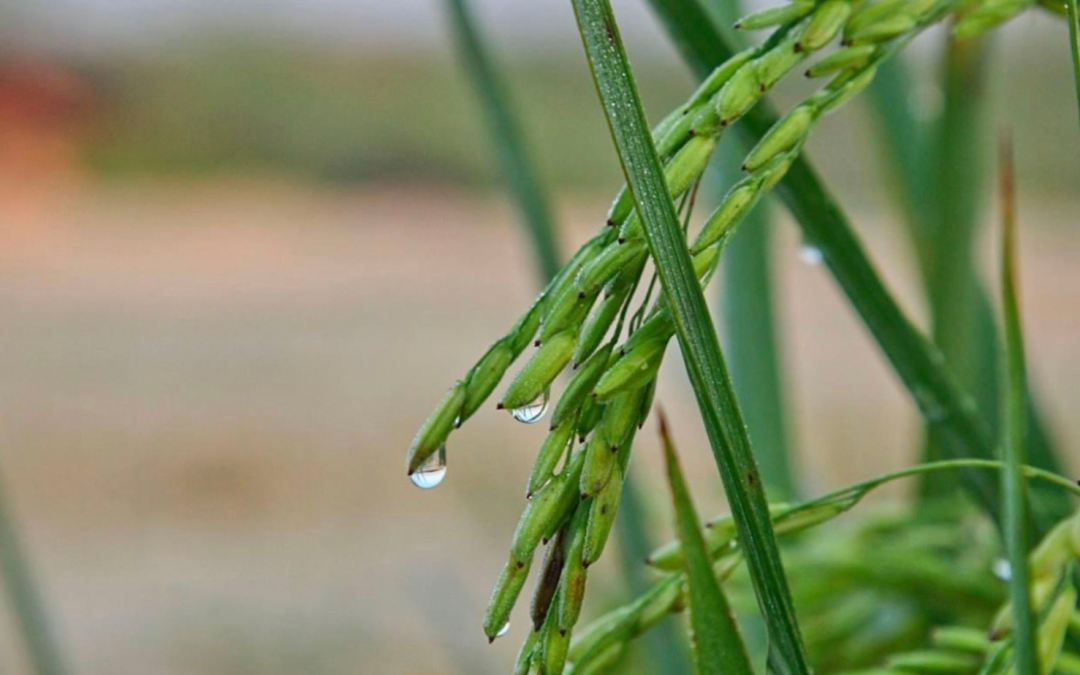 Market Update: U.S. Rice Planting Season Nearing Completion