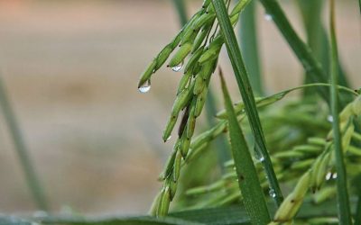 Market Update: Forecast of Wet Weather Continues in Key Long Grain Region