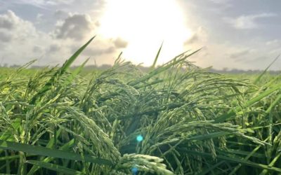 Texas Rice Producers Board Elects New Officers