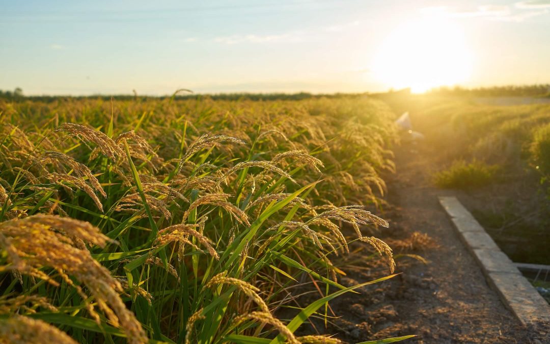 Organic Wheats