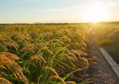 Organic Wheats
