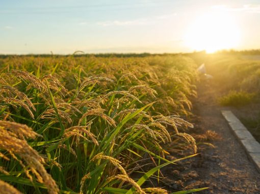 Organic Wheats